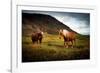 Icelandic horses-Philippe Sainte-Laudy-Framed Photographic Print