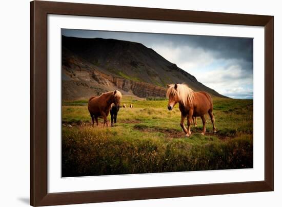 Icelandic horses-Philippe Sainte-Laudy-Framed Photographic Print