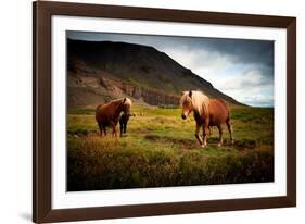 Icelandic horses-Philippe Sainte-Laudy-Framed Photographic Print