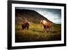 Icelandic horses-Philippe Sainte-Laudy-Framed Photographic Print