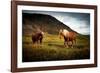 Icelandic horses-Philippe Sainte-Laudy-Framed Photographic Print