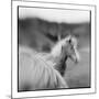 Icelandic Ponies, Iceland-Paul Souders-Mounted Photographic Print