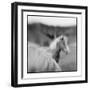 Icelandic Ponies, Iceland-Paul Souders-Framed Photographic Print