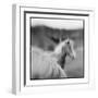 Icelandic Ponies, Iceland-Paul Souders-Framed Photographic Print