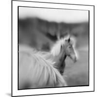 Icelandic Ponies, Iceland-Paul Souders-Mounted Photographic Print