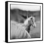 Icelandic Ponies, Iceland-Paul Souders-Framed Stretched Canvas