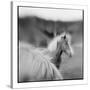 Icelandic Ponies, Iceland-Paul Souders-Stretched Canvas