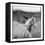 Icelandic Ponies, Iceland-Paul Souders-Framed Stretched Canvas