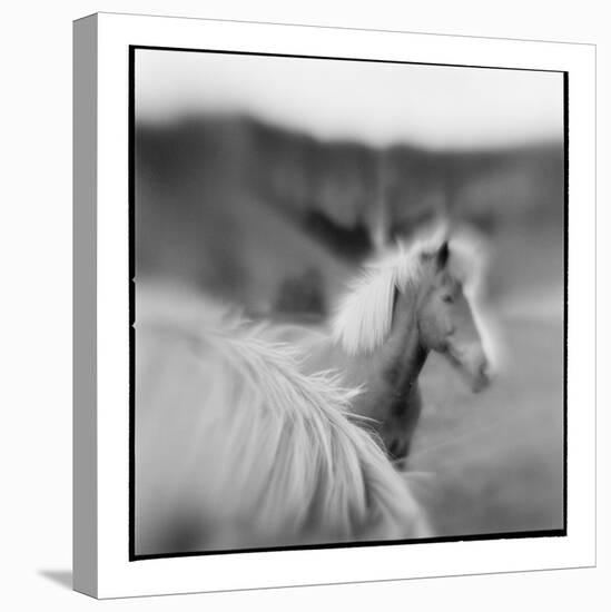 Icelandic Ponies, Iceland-Paul Souders-Stretched Canvas