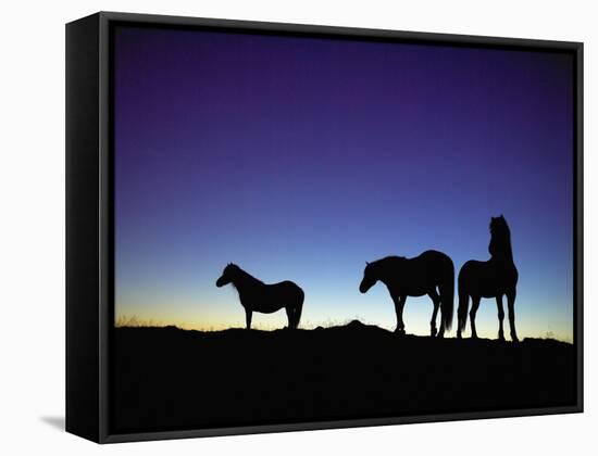 Icelandic Ponies Silhouetted against the Evening Sky-Arctic-Images-Framed Stretched Canvas