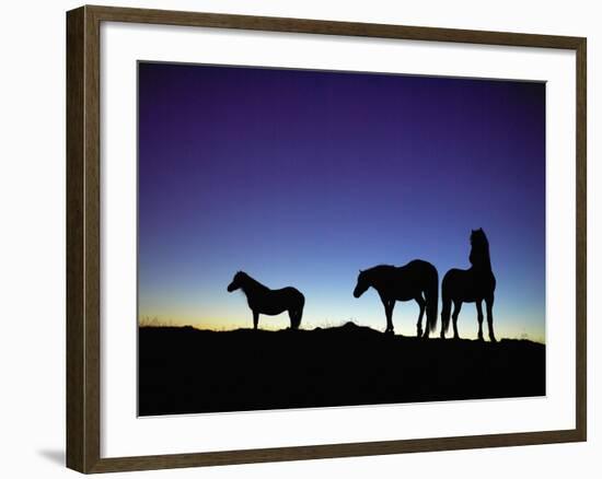 Icelandic Ponies Silhouetted against the Evening Sky-Arctic-Images-Framed Photographic Print