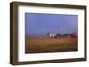 Icelandic Ponies-Charles Bowman-Framed Photographic Print