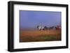 Icelandic Ponies-Charles Bowman-Framed Photographic Print