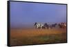 Icelandic Ponies-Charles Bowman-Framed Stretched Canvas