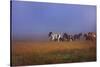 Icelandic Ponies-Charles Bowman-Stretched Canvas