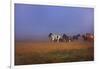 Icelandic Ponies-Charles Bowman-Framed Photographic Print