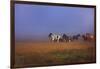 Icelandic Ponies-Charles Bowman-Framed Photographic Print