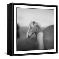 Icelandic Pony, Iceland-Paul Souders-Framed Stretched Canvas