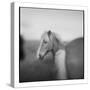 Icelandic Pony, Iceland-Paul Souders-Stretched Canvas