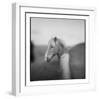 Icelandic Pony, Iceland-Paul Souders-Framed Photographic Print