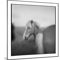 Icelandic Pony, Iceland-Paul Souders-Mounted Photographic Print