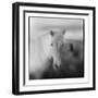 Icelandic Pony, Iceland-null-Framed Photographic Print