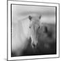 Icelandic Pony, Iceland-null-Mounted Photographic Print