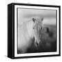Icelandic Pony, Iceland-null-Framed Stretched Canvas