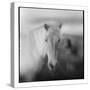 Icelandic Pony, Iceland-null-Stretched Canvas