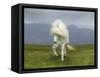 Icelandic Pony-null-Framed Stretched Canvas