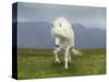 Icelandic Pony-null-Stretched Canvas