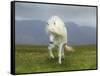 Icelandic Pony-null-Framed Stretched Canvas