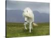 Icelandic Pony-null-Stretched Canvas
