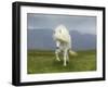 Icelandic Pony-null-Framed Premium Photographic Print