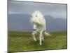 Icelandic Pony-null-Mounted Premium Photographic Print