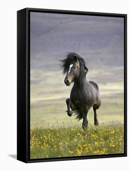 Icelandic Pony-Arctic-Images-Framed Stretched Canvas