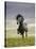 Icelandic Pony-Arctic-Images-Stretched Canvas