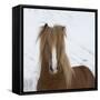Icelandic Pony-Arctic-Images-Framed Stretched Canvas