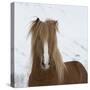 Icelandic Pony-Arctic-Images-Stretched Canvas