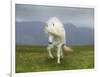 Icelandic Pony-null-Framed Photographic Print