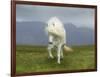 Icelandic Pony-null-Framed Photographic Print