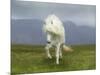 Icelandic Pony-null-Mounted Photographic Print