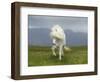 Icelandic Pony-null-Framed Photographic Print