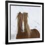 Icelandic Pony-Arctic-Images-Framed Photographic Print