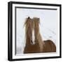 Icelandic Pony-Arctic-Images-Framed Photographic Print