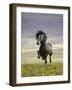 Icelandic Pony-Arctic-Images-Framed Photographic Print