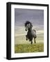 Icelandic Pony-Arctic-Images-Framed Photographic Print