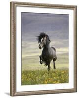 Icelandic Pony-Arctic-Images-Framed Photographic Print