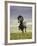 Icelandic Pony-Arctic-Images-Framed Photographic Print