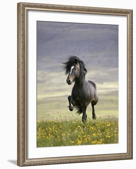 Icelandic Pony-Arctic-Images-Framed Photographic Print